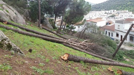 Árboles talados en los Pinitos.