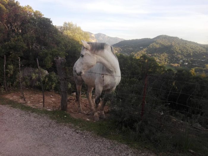 Un caballo se acerca, primero observador y luego amistoso.