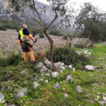 Desbroce en el camino de los Veinte Pilares.