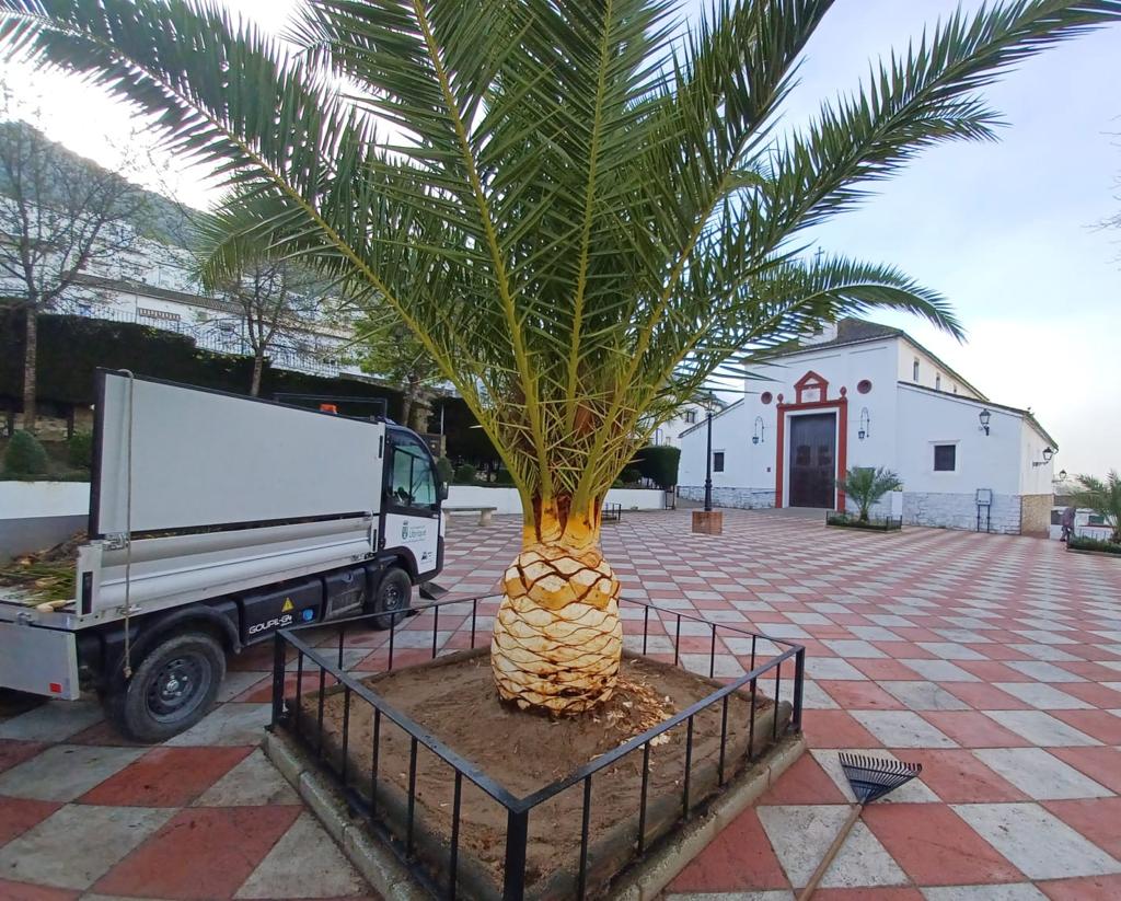 Trabajos de poda de palmeras y ornamentación del Jardín.
